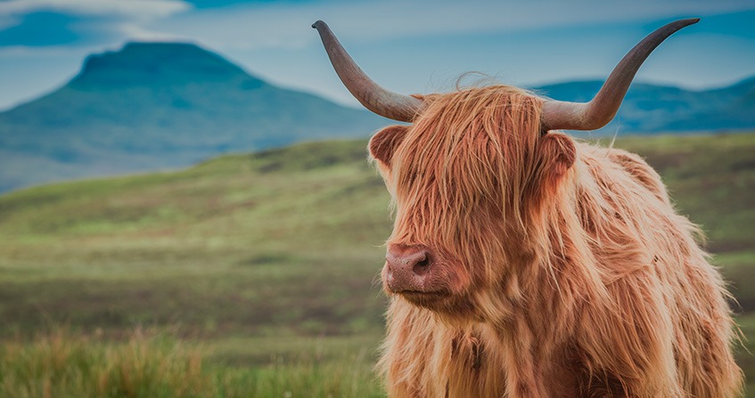 Hairy Coo